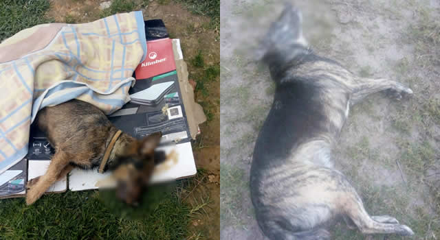 Envenenamiento de perros en Soacha, ¿quién los mata?