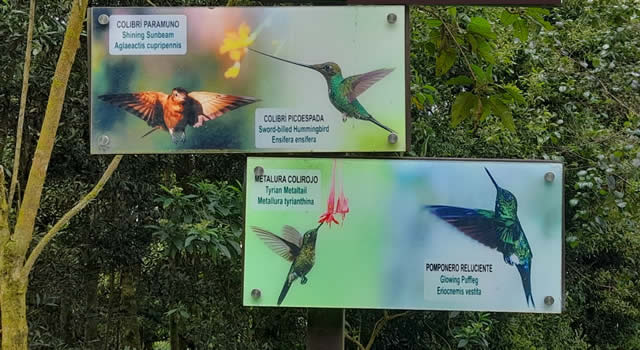 Aviturismo en Monserrate, conozca el sendero ecológico El Paramuno