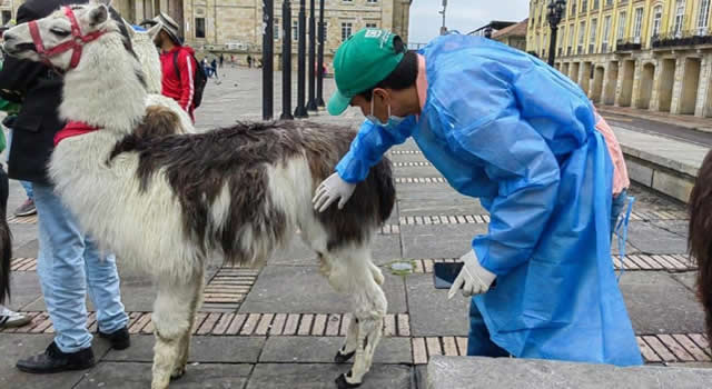 Maltrato animal: Se acaba la tradición de tomarse fotos con llamas en la Plaza de Bolívar de Bogotá