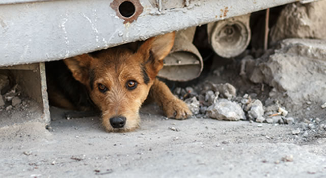 Joven quemó a un perro con agua caliente en Villeta, Cundinamarca