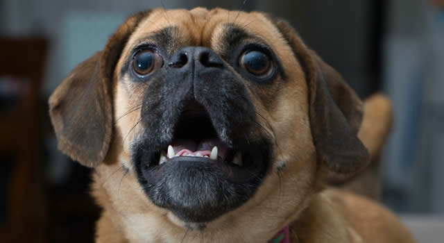 Perro ahuyentó a dos ladrones que robaron una tienda en Bogotá