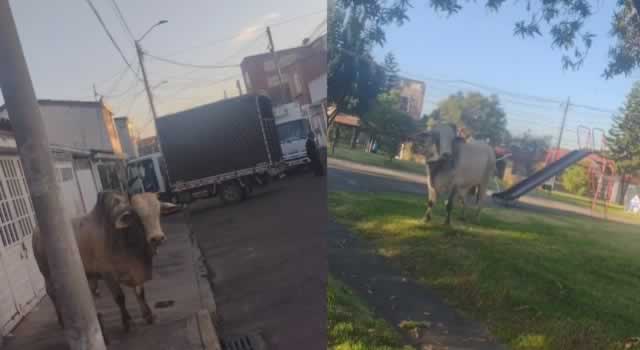 [VIDEO] Toro escapó de un matadero en Bogotá y causó revuelo entre las personas