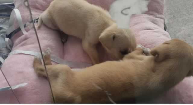 Capturan a mujer que dejó morir perros en condiciones precarias en Chapinero