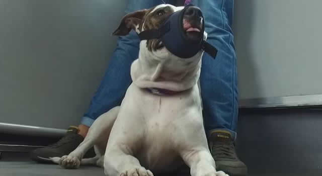 En el 2023 se han reportado cerca de 30 perros abandonados en estaciones de Transmilenio