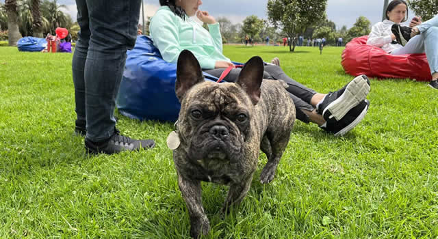 Hoy continúa la feria Patitas en Bogotá