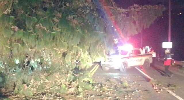 Por fuertes lluvias un árbol cayó en medio de una vía en La Calera de Bogotá