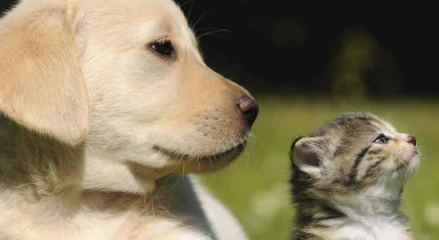 adopción de mascotas