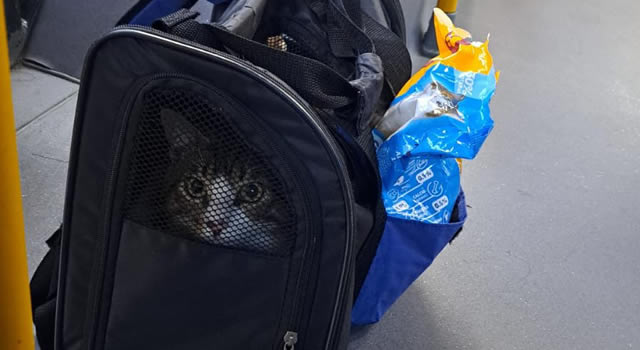Gatito encontrado en Transmilenio fue adoptado por el conductor del bus