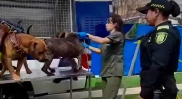 Menor de 3 años falleció tras ser atacada por dos perros pitbull en Bogotá