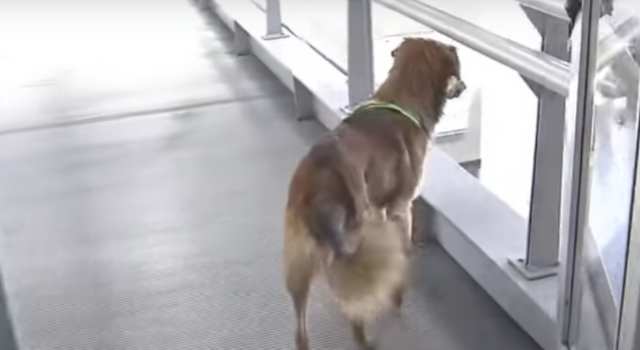 Canino ya lleva tres días abandonado dentro de una estación de Transmilenio