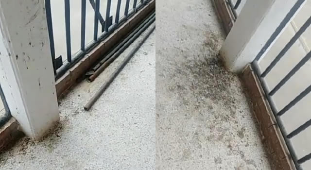 Denuncias por excremento de paloma en los colegios de Soacha, hay niños y docentes enfermos