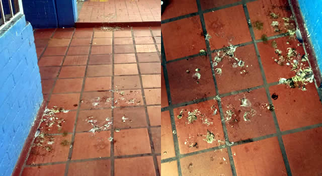 Excremento de paloma invadió sede Porvenir de la Institución Educativa Ricaurte de Soacha