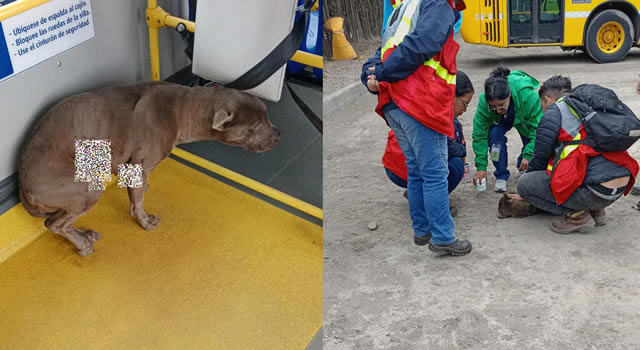 Perrita herida se subió a un bus de Transmilenio, allí fue auxiliada