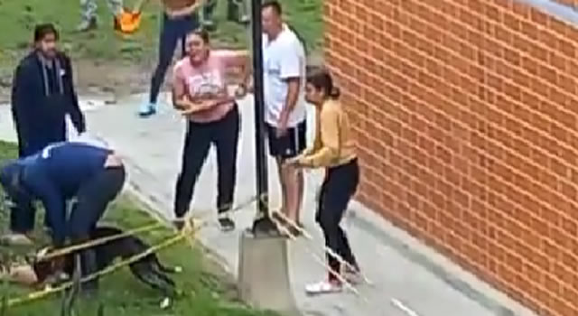 Brutal ataque de un perro pitbull a un gato en Soacha, el felino murió