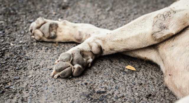 Denuncian que algunas personas estarían violando a los perros callejeros en Soacha