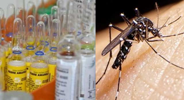 Aumentan casos por picadura Dengue se recomienda vacunarse contra la fiebre amarilla ante de viajar