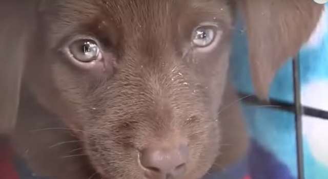 perrita fue atacada con machete en una fundación de Cundinamarca