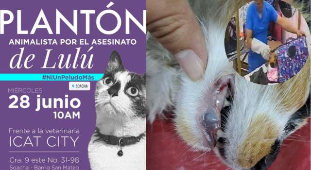 Plantón este miércoles en San Mateo frente a la veterinaria donde murió una gatita por presunto maltrato