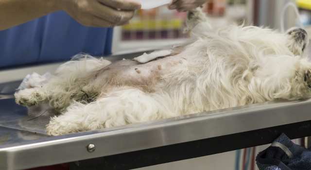 Nuevas fechas para esterilización y vacunación gratuita de perros y gatos en Bogotá