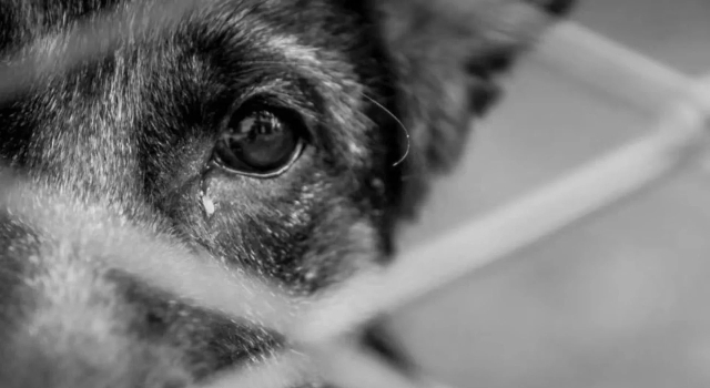 lanzó a un perro desde un cuarto piso