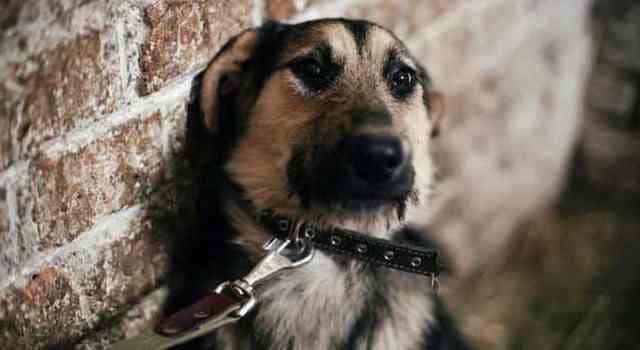 Siete personas capturadas por maltrato animal