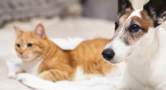 No se pierda el Festival Garritas y Patitas con Amor que se realizará en Hogares Soacha