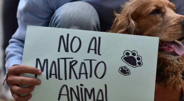 Estarían apuñalando perritos de la calle en Bogotá