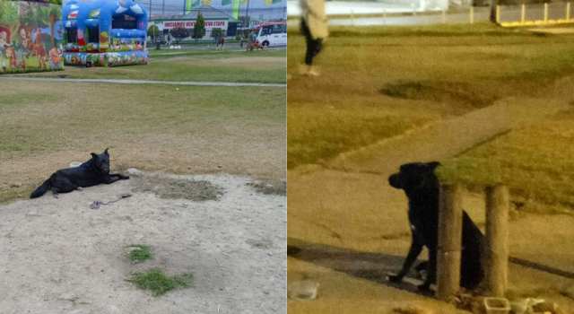Denuncian que una perrita fue abandonada en un parque de Soacha