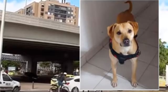 perrita habría sido lanzada desde un puente vehícular