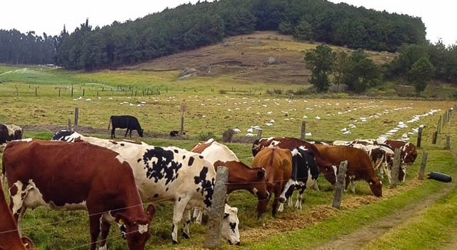 Paneleros y ganaderos de Facatativá se vinculan a las agendas ambientales de la CAR