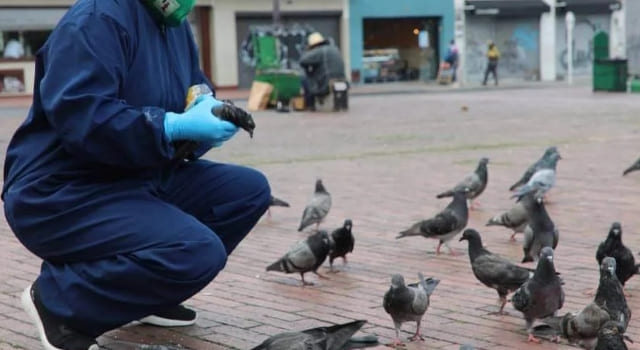 Jornada veterinaria para palomas