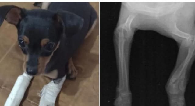 Lanzaron a una perrita de un balcón