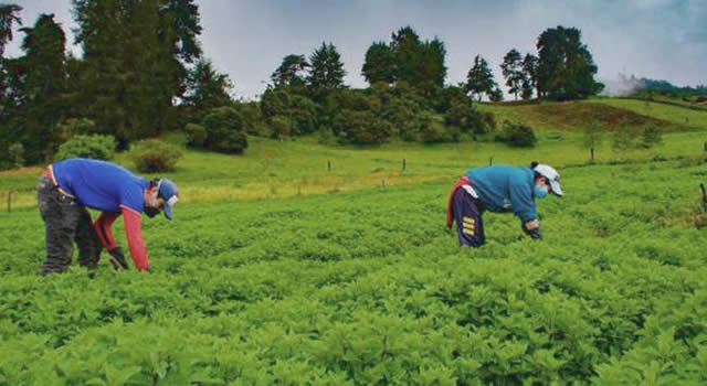 Llega la segunda edición de la Exposición de Aromáticas en Chipaque, Cundinamarca