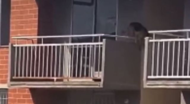Perro cayó de un quinto piso tratando de huir de un fuerte rayo de sol