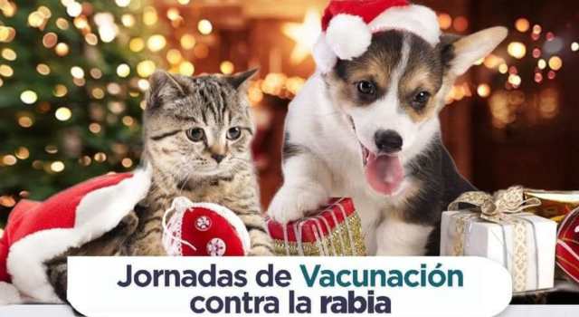 Vacunación contra la rabia para caninos y felinos en Soacha