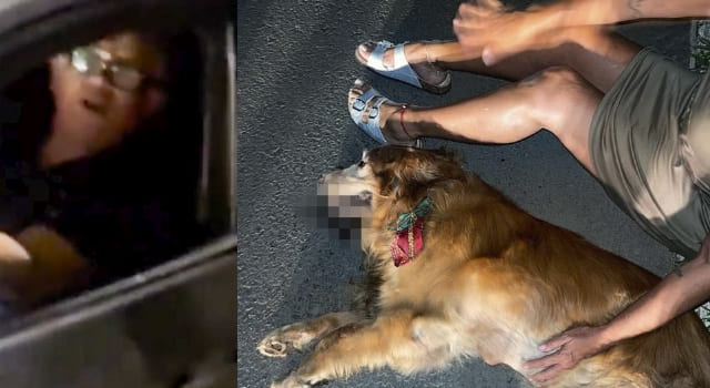 Hombre atropelló a un perro y huyó del lugar