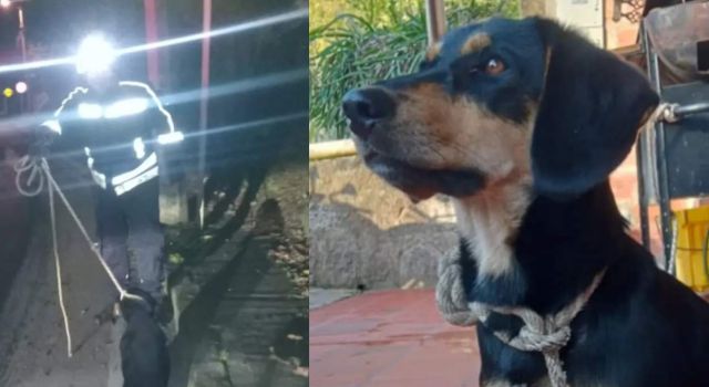 Bomberos salvaron a un perro abandonado en la vía Santandercito