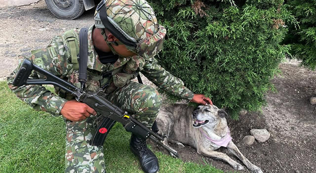 Ejército niega que quiera expulsar a 15 perros de la base militar en Sibaté