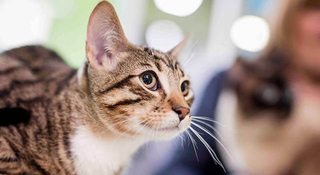 Esterilización, la mejor alternativa para reducir la tasa de abandono de gatos en Colombia