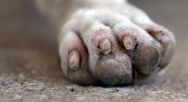 Dos capturados por maltrato animal en Cundinamarca