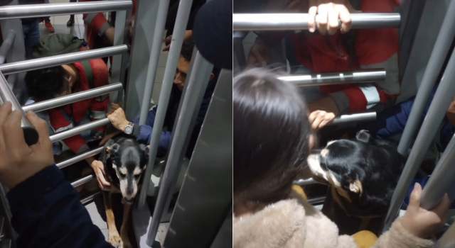 Perrita quedó atrapada en los torniquetes del Portal Américas