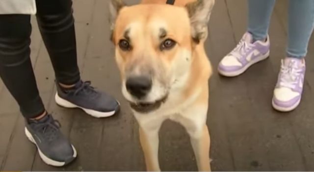 Perrito fue abusado sexualmente en Kennedy cuando salió a hacer sus necesidades