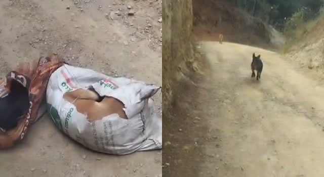 Llamado del alcalde Jorge Camacho por caso de maltrato animal en Subachoque