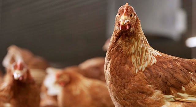 Revolucionaria vacuna avícola se toma el campo colombiano