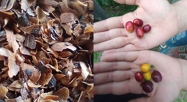 ¡Innovador¡ En Colombia hacen suelas de zapatos con cascarilla de café