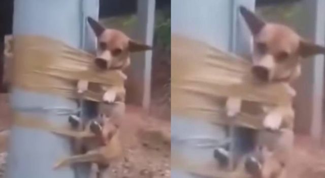Hombre amarró con cinta a un perrito a un árbol indicando que la dueña no recoge el excremento