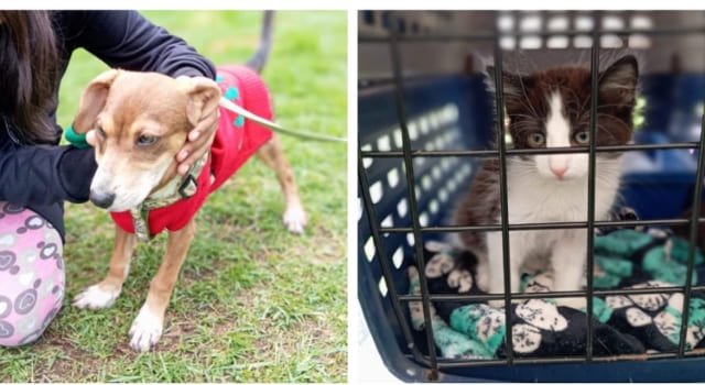 Jornada de adopción de mascotas en Bogotá