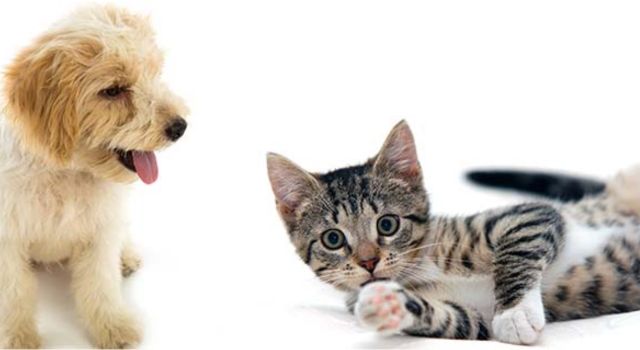 Jornada de vacunación canina y felina en Soacha
