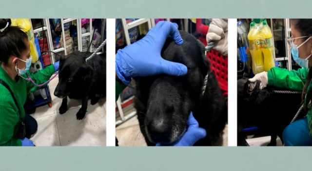 policía apartó del cargo a dos patrulleros por maltrato animal