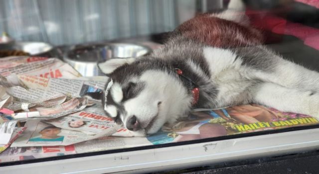 rescataron 19 animales de comercios en la avenida Caracas en Bogotá